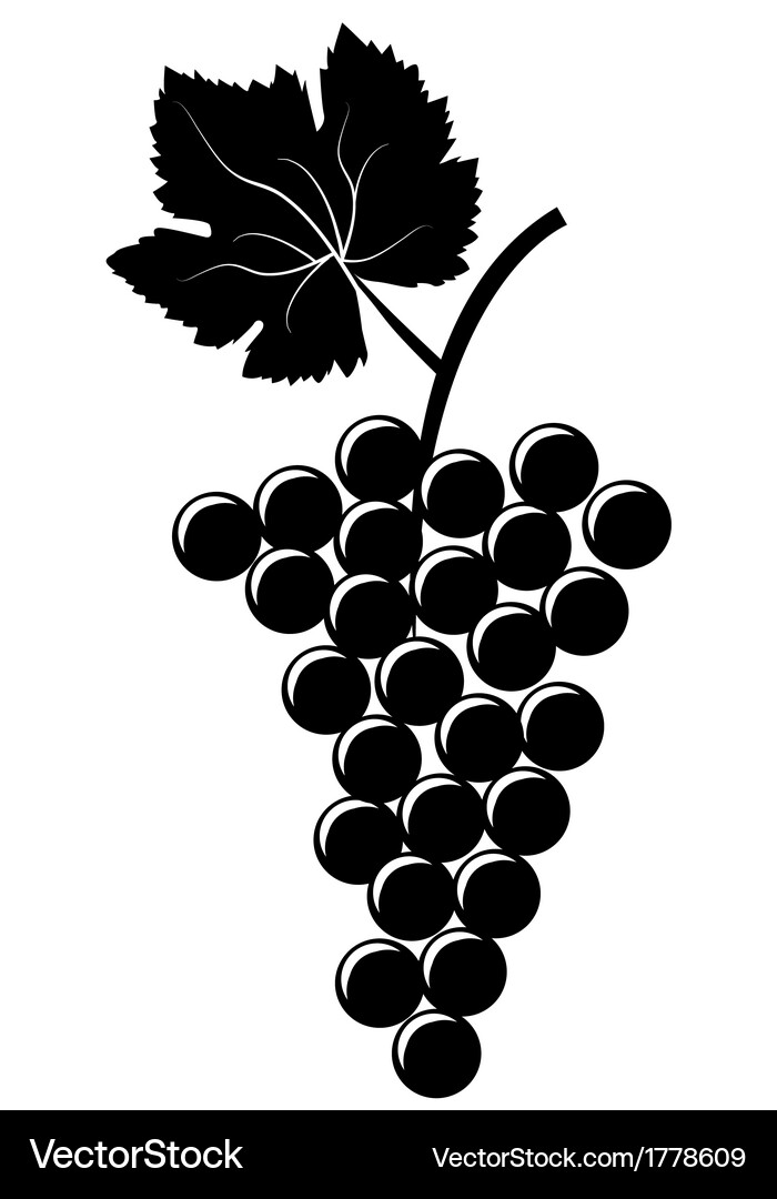 Bunch of grapes Royalty Free Vector Image - VectorStock