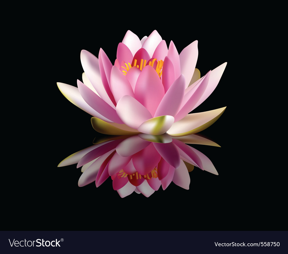 Water lily Royalty Free Vector Image - VectorStock