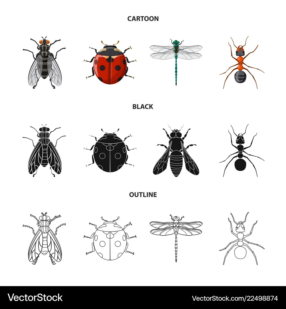 Insect and fly sign Royalty Free Vector Image - VectorStock