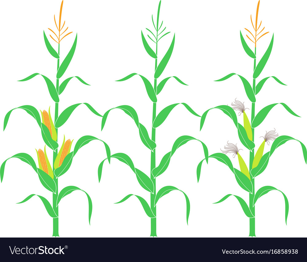 corn stalk
