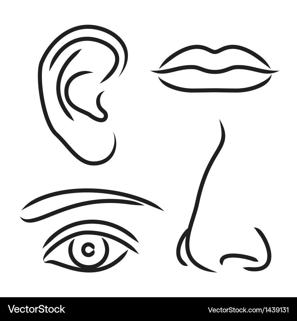 Nose ear mouth and eye Royalty Free Vector Image