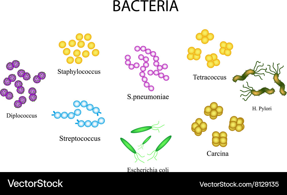 Set of bacteria Staphylococcus Streptococcus Vector Image