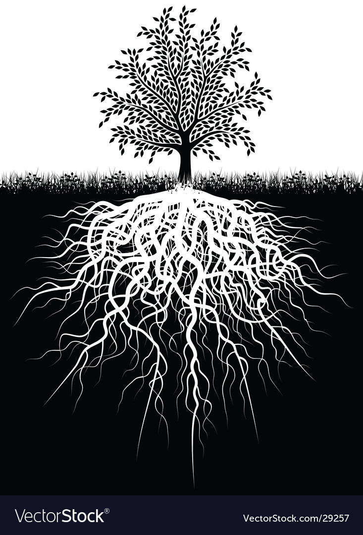 Tree roots Royalty Free Vector Image - VectorStock