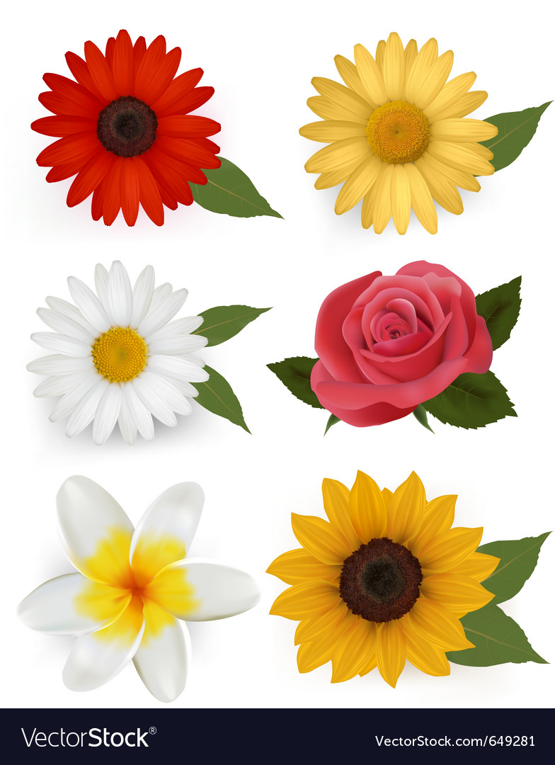 Summer flowers Royalty Free Vector Image - VectorStock