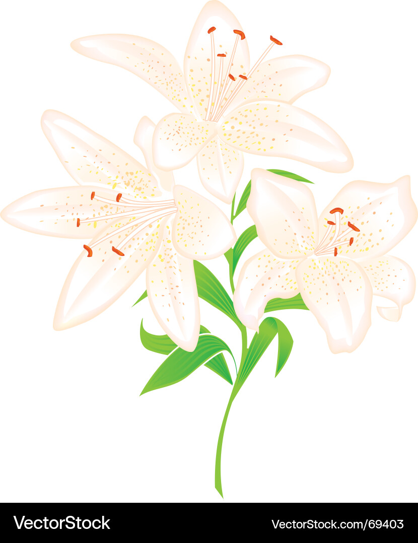 White lily Royalty Free Vector Image - VectorStock