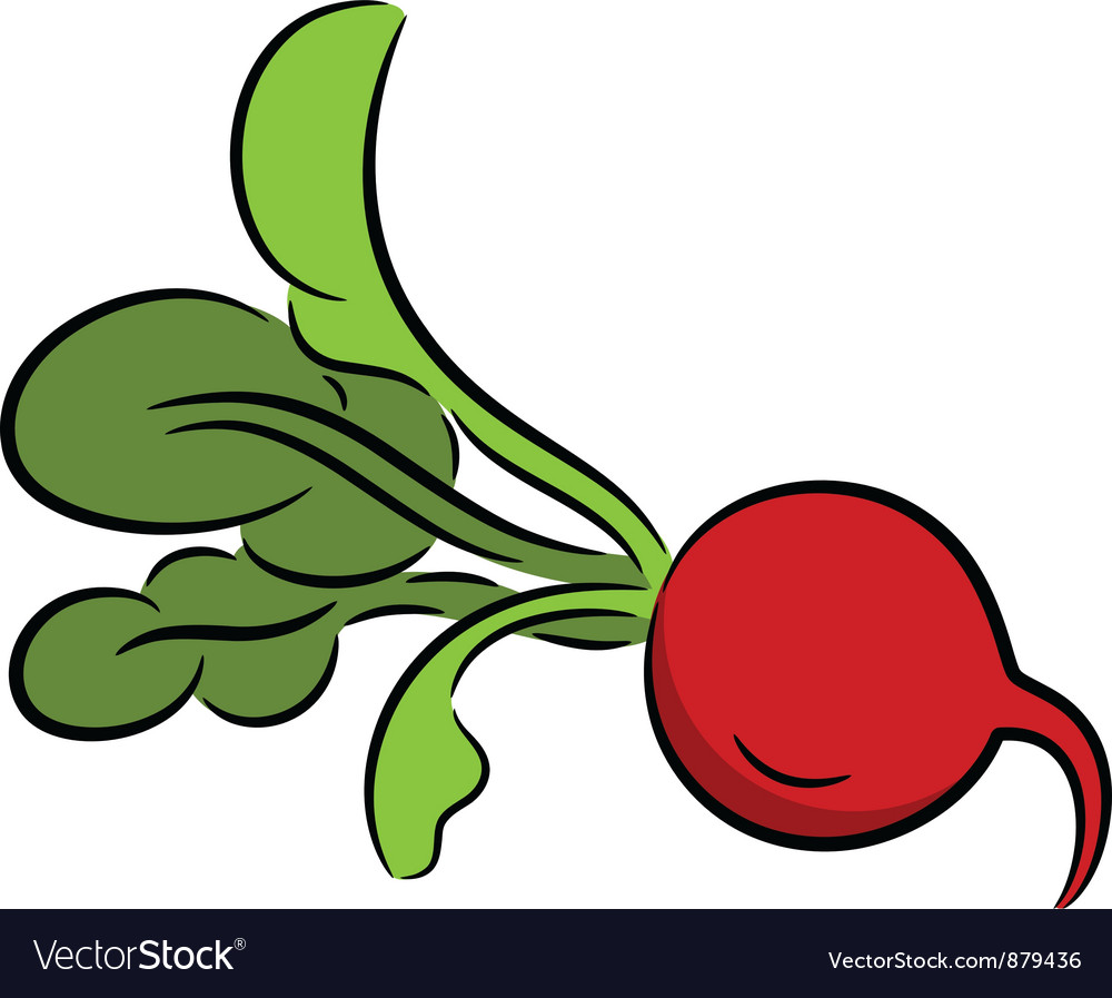 Radish Royalty Free Vector Image VectorStock