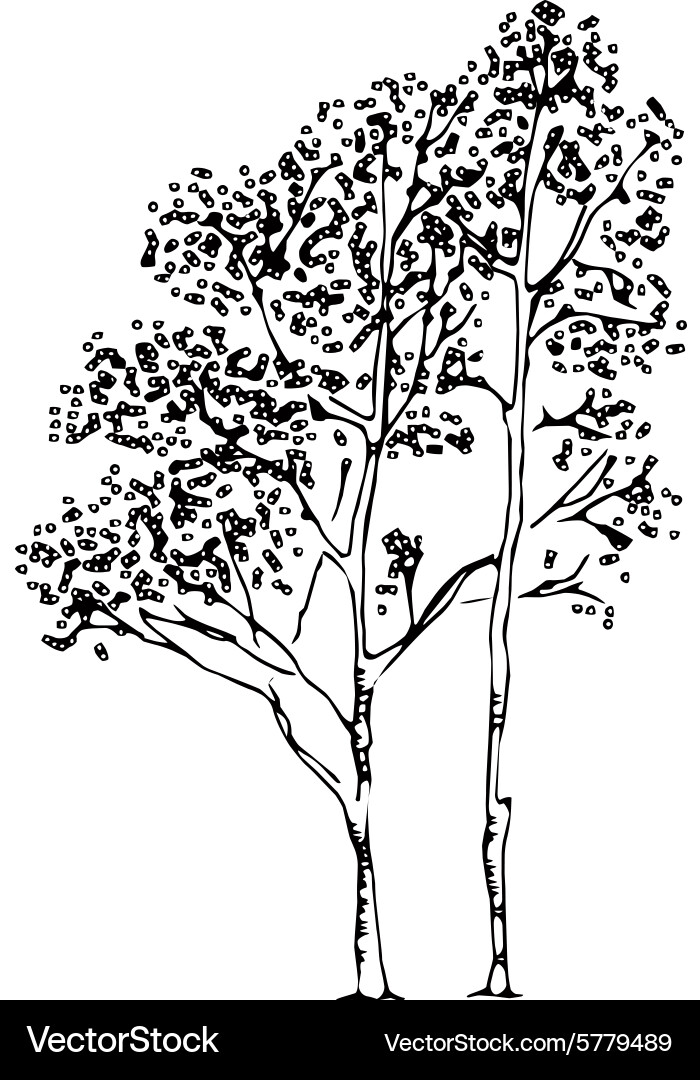 Download Birch Tree Silhouette Royalty Free Vector Image - VectorStock