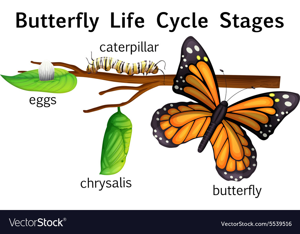 drawing 14 art Vector Butterfly life Free cycle Image stages Royalty drawing 14 art Vector Butterfly life Free cycle Image stages Royalty