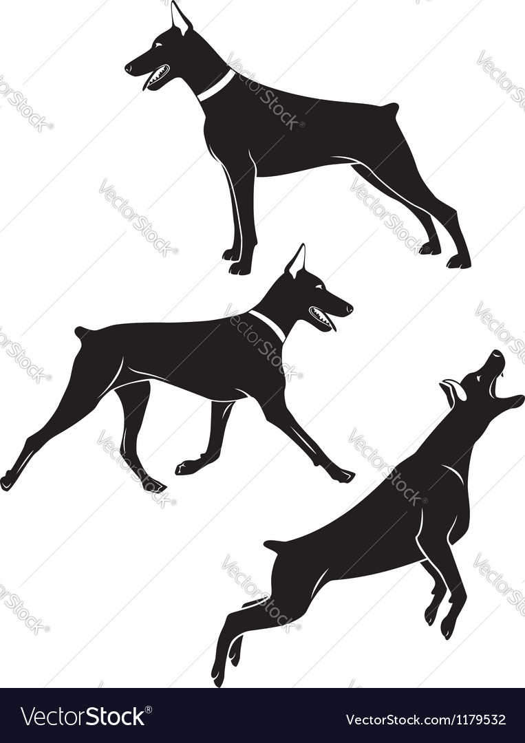 doberman vector image