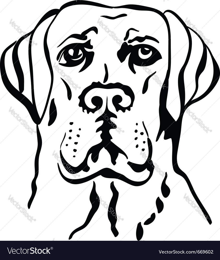 Labrador Royalty Free Vector Image - VectorStock