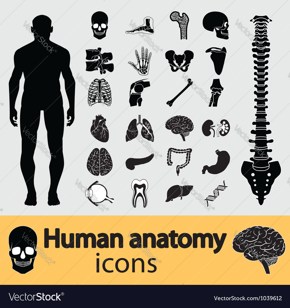 human skin anatomy royalty free vector image vectorstock human anatomy icons royalty free vector image vectorstock human skin anatomy royalty free vector image vectorstock human anatomy icons royalty free vector image vectorstock