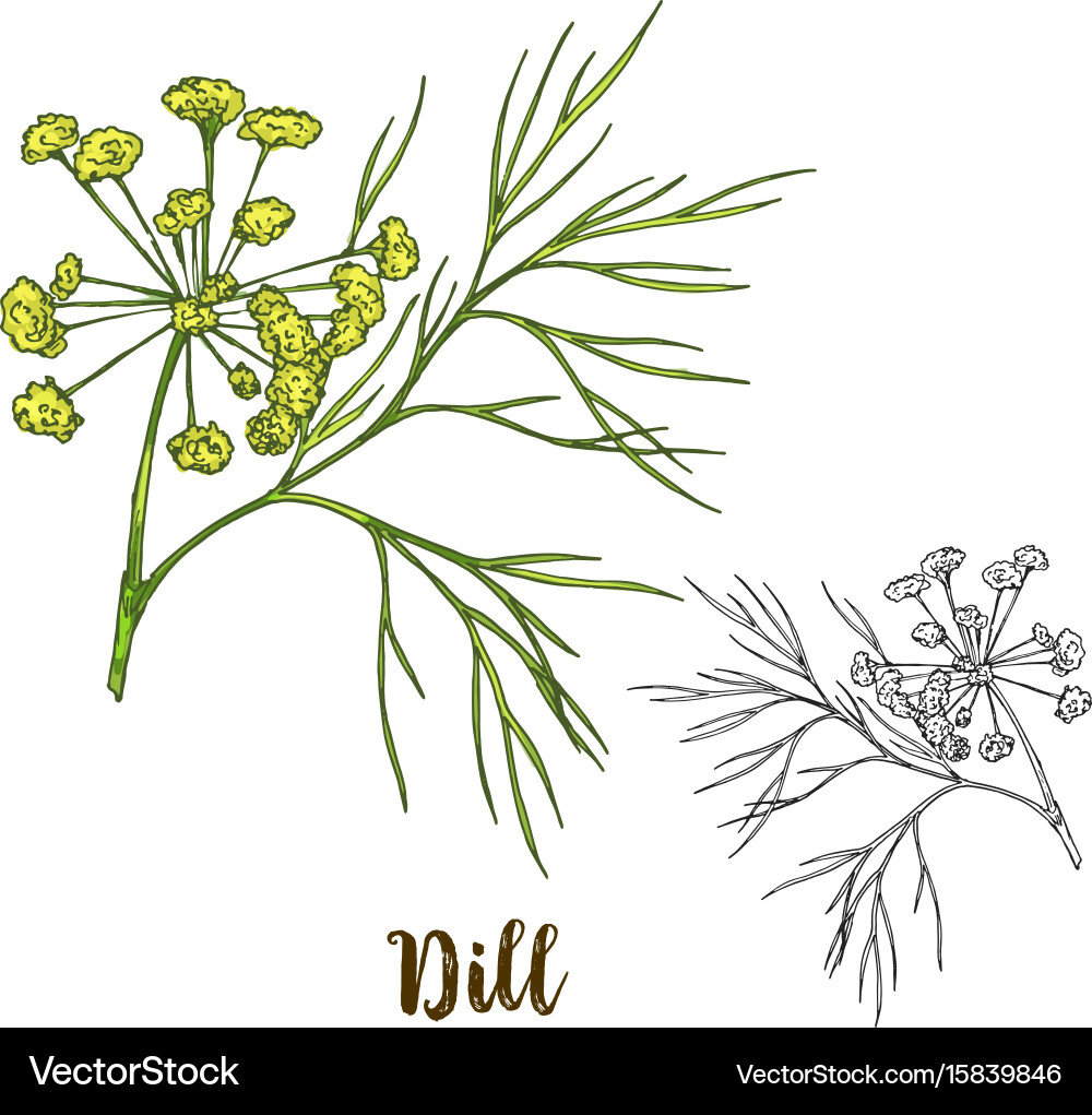 Full color realistic sketch of dill Royalty Free Vector Image VectorStock