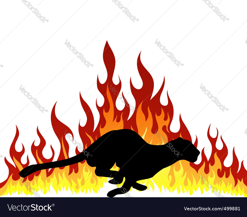 puma flame puma flame