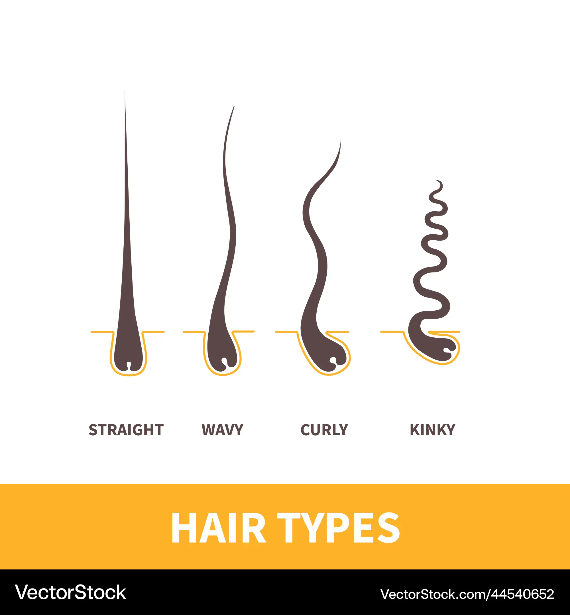 Hair Growth Chart Curly Hair Growth Chart Hair By Brian San