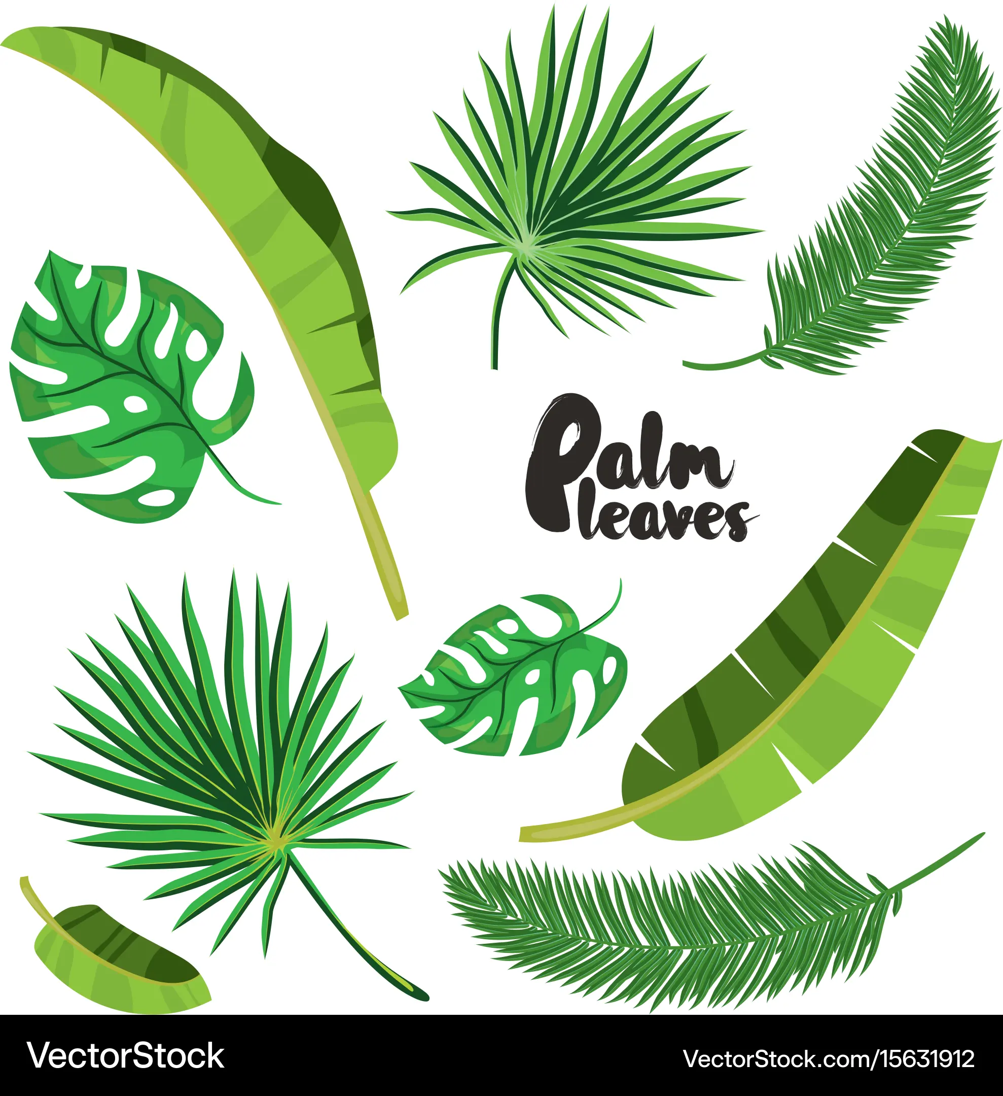 Vector Illustration Set Of Tropical Green Leaves Of Palm Tropical