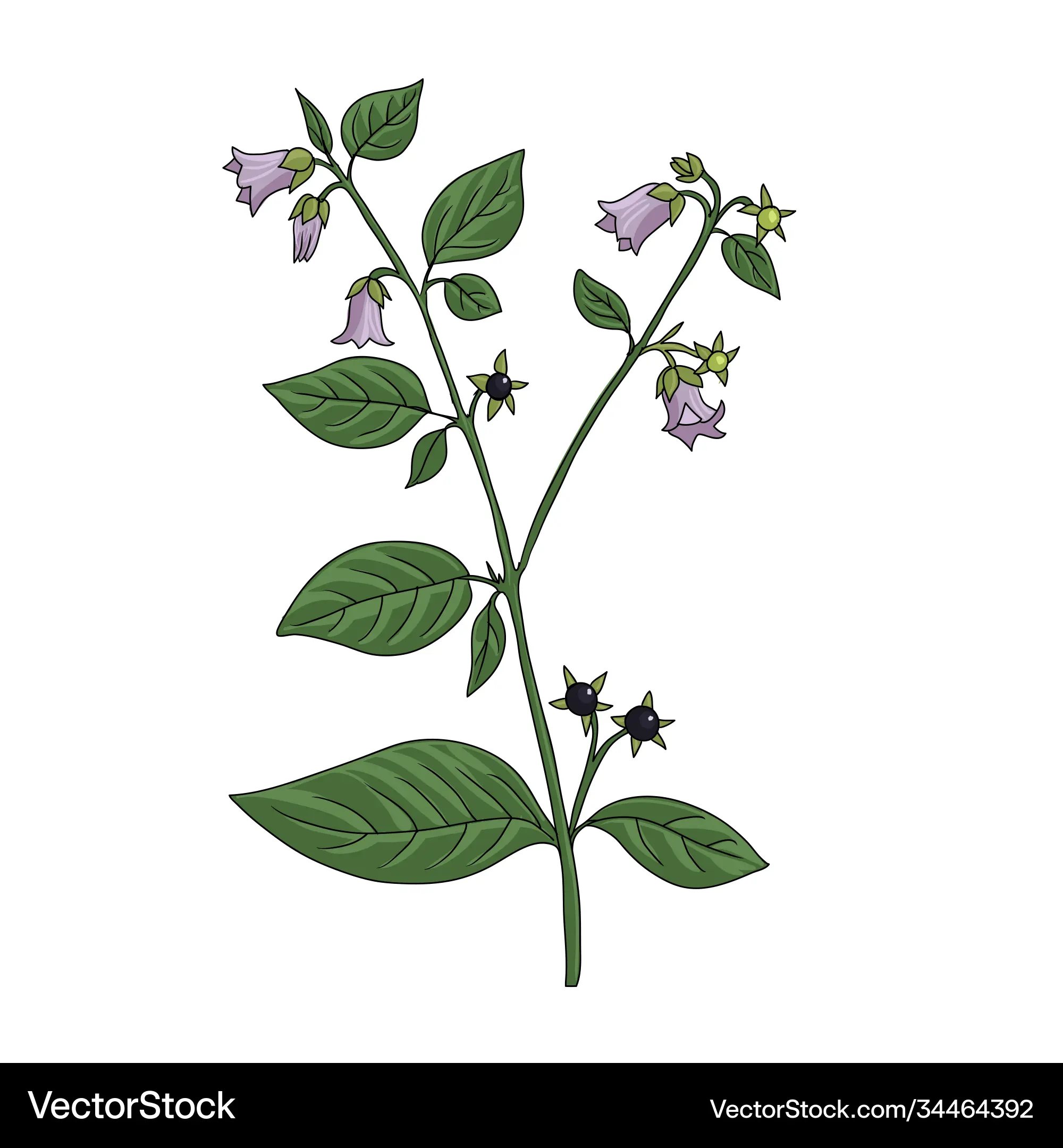 belladonna 