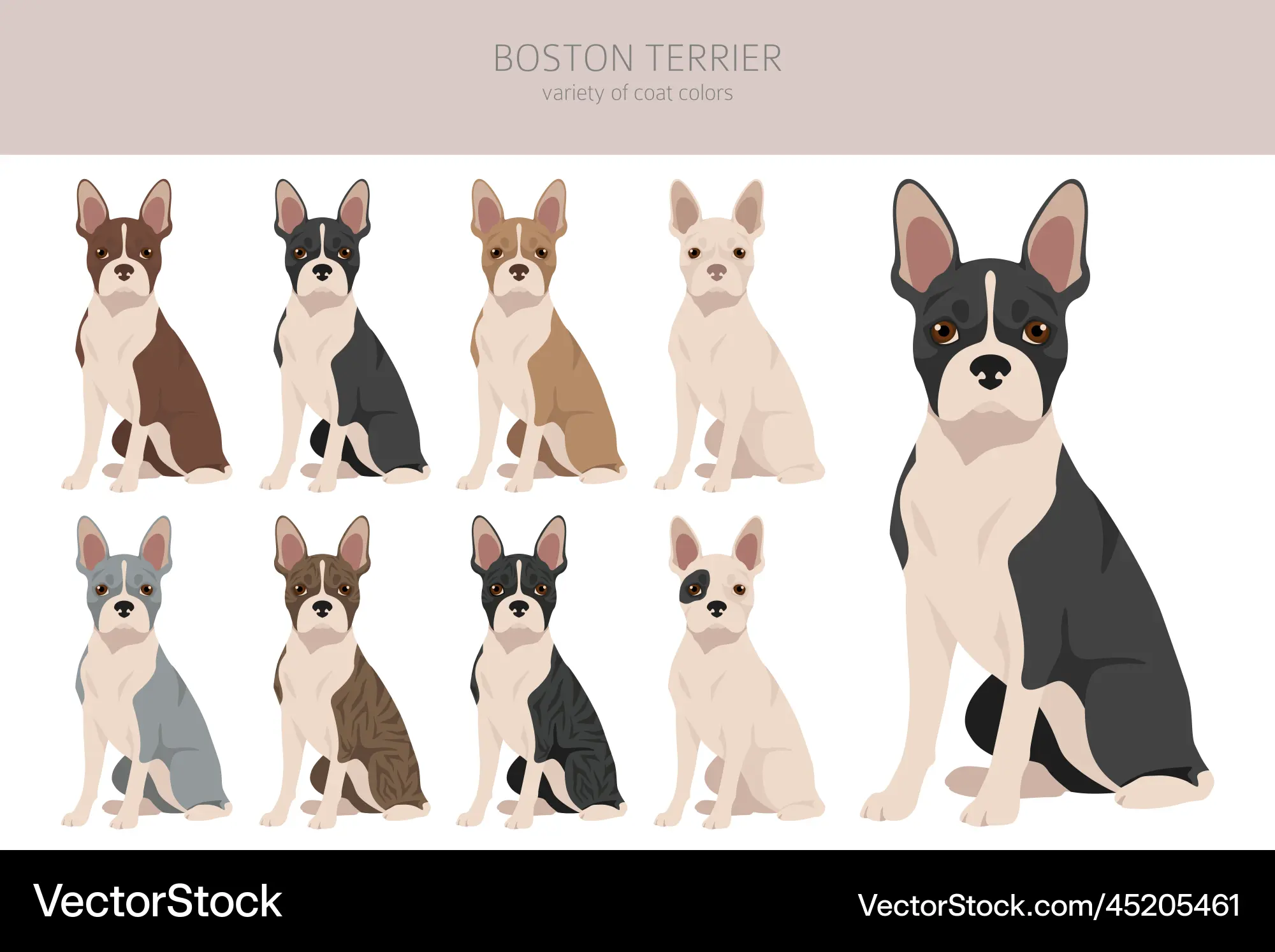 Boston terrier dog clipart all coat colors set Vector Image