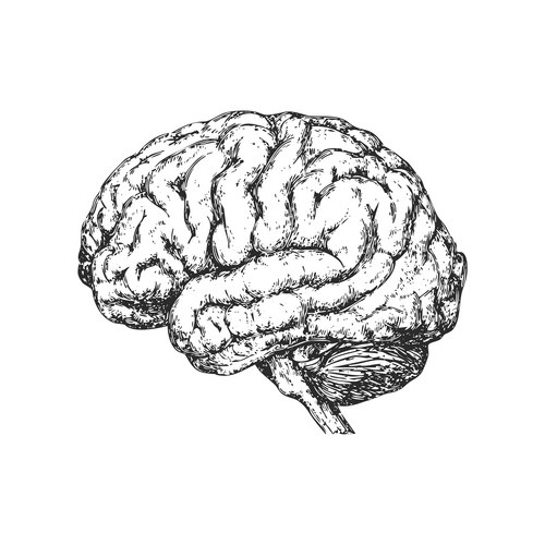 Detailed Hand-Drawn Brain Sketch Vector Image