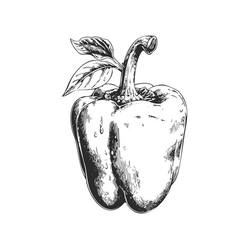 Detailed Bell Pepper Sketch Vector Image