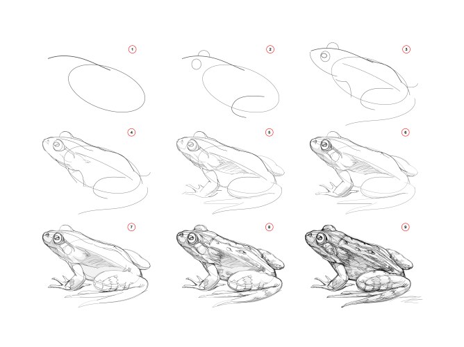 Frog Sketch Tutorial - Learn to Draw vector image