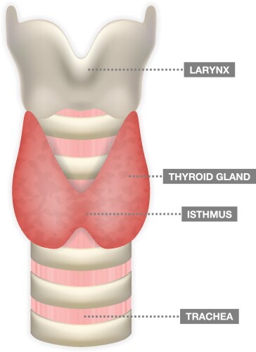 Anatomy of thyroid gland with trachea isthmus vector image