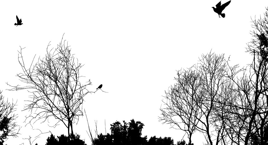 Trees and birds Royalty Free Vector Image - VectorStock
