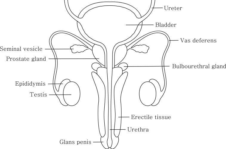 Male reproductive system in line style with cut vector image