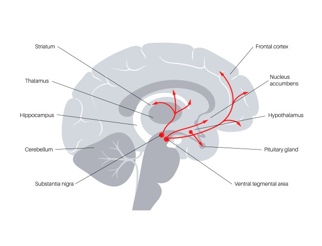 Serotonin and dopamine pathway Royalty Free Vector Image