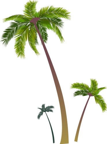 Tropical palm tree with coconuts Royalty Free Vector Image