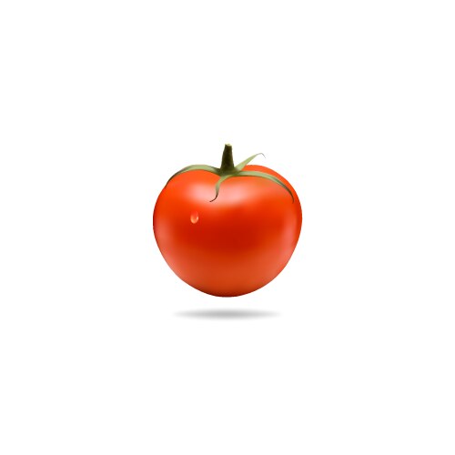 Red tomato with white background Royalty Free Vector Image