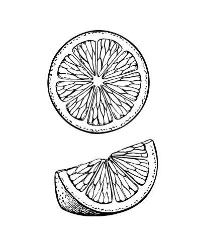 Vintage retro orange lemon lime citrus slice Vector Image