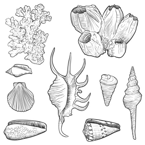 Hand Drawn Seashells and Starfish – Royalty-Free Vector | VectorStock