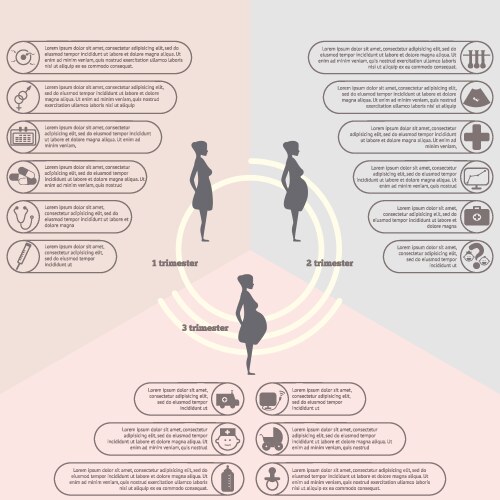 pregnancy and birth infographics stages vector