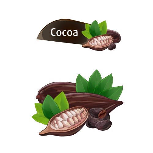 Cocoa pod in nutshell with leaves set vector image