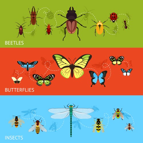Florida State Insect Vector Insects realistic set Royalty Free Vector Image