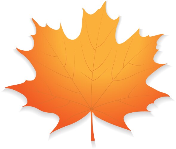 Realistic red maple leaf Royalty Free Vector Image