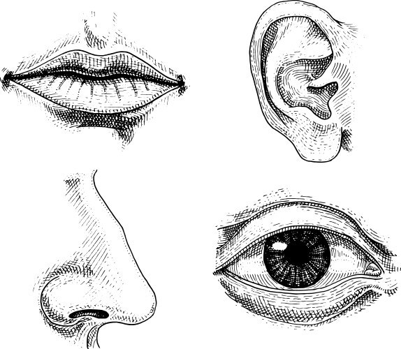 Human Anatomy - Face & Lips Sketch Vector Image