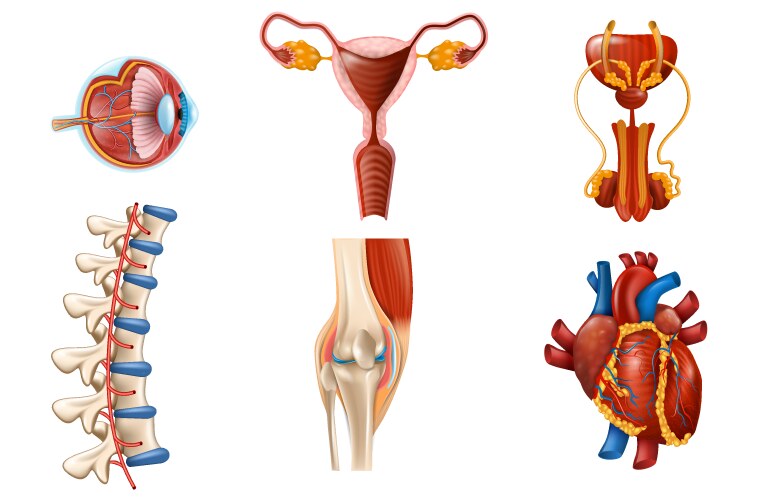 human internal organs and body parts isolated vector