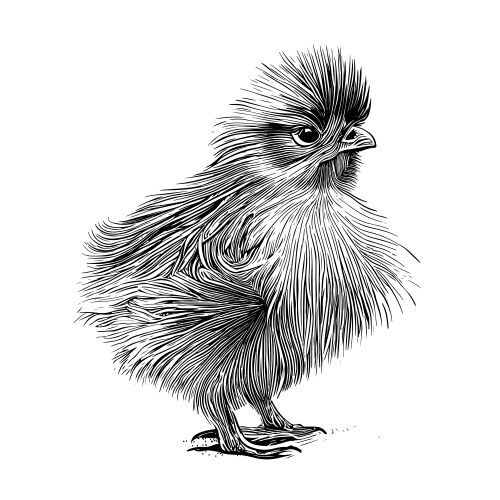 Silkie Hen Chick Sketch Vector Image