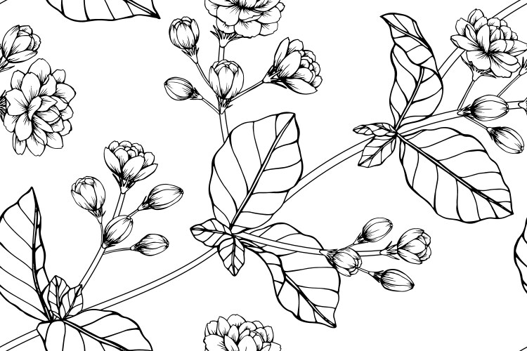 Jasmin Flower Seamless Pattern Vector Image