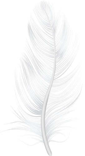 Black feathers on white background Royalty Free Vector Image