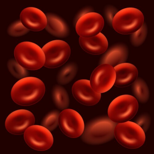 Hematopoiesis diagram human blood cells types Vector Image