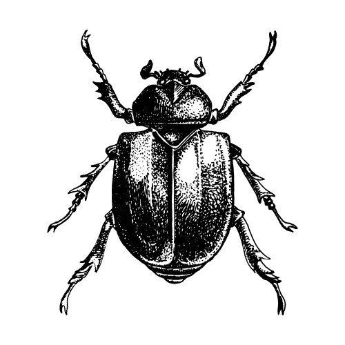 Classic Drawn Scarab Beetle Vector Image