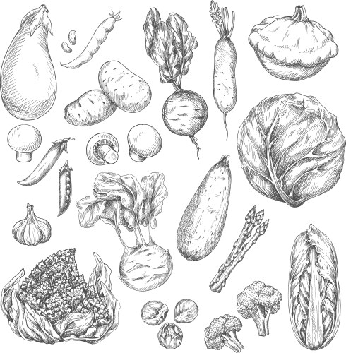 Vegetable and mushroom sketch set for food design vector image