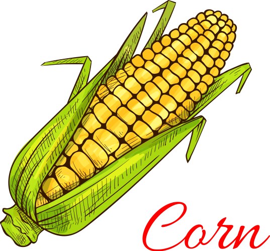 Sweet golden ripe corn Royalty Free Vector Image