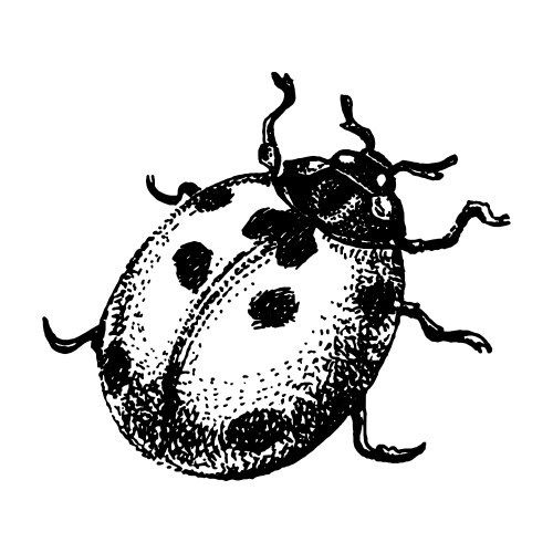 Hand-Drawn Ladybug Sketch Vector Image