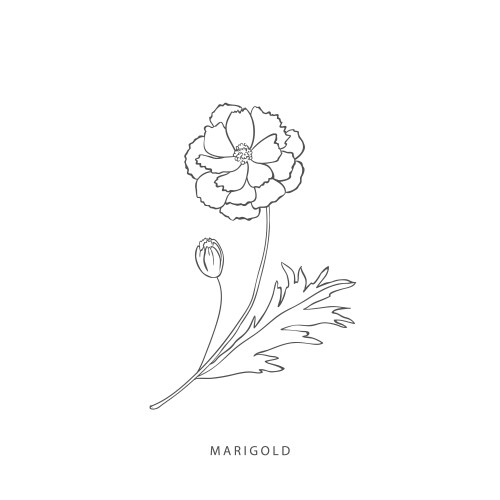 Botanical Marigold Logo Elements Vector Image