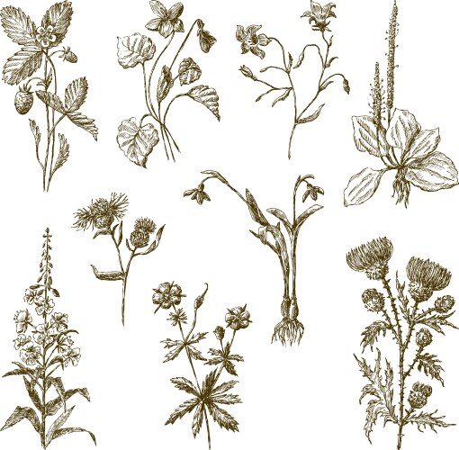 Botanical Wildflower Sketch Vector Image