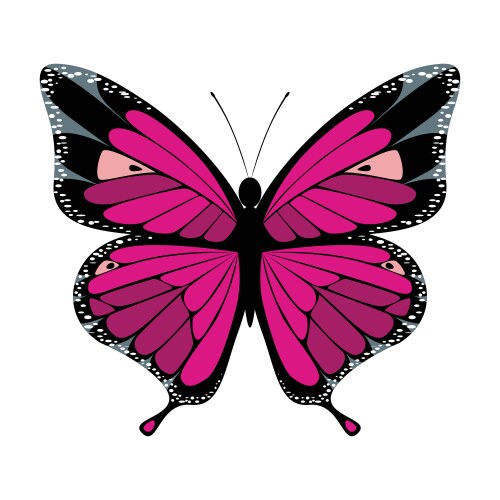 Bright pink butterfly Royalty Free Vector Image