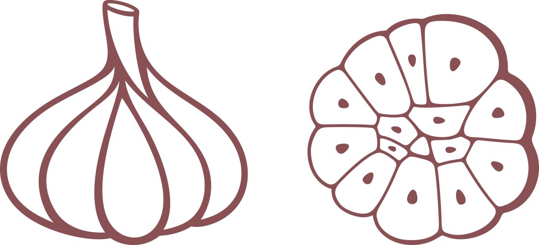 Garlic vector image